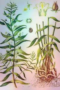 Что такое Авранская трава?